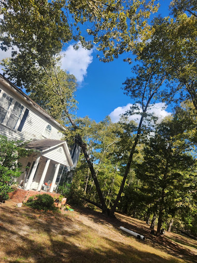 What is Involved in the Stump Grinding Process?