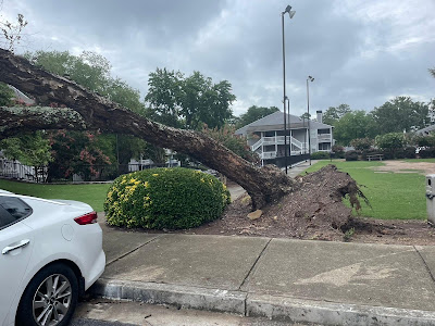 How to Make Annoying Tree Stumps Disappear Like Magic